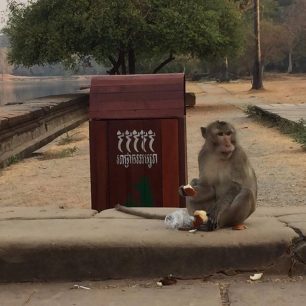 Zlodějská opice čeká na příležitost, Siam Reap, Kambodža