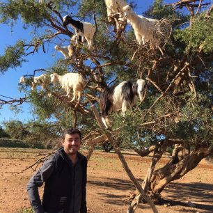 Vážně na tom stromě rostou kozy? Maroko