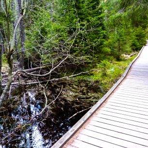 V parku najdete přes 60 km značených stezek, NP Tyresta, Švédsko