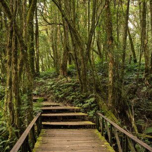 Horský mlžný prales na vrcholu Doi Inthanon, kde určitě stále žijí enti, Thajsko