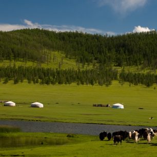 Nekonečné zelené mongolské pláně s jurtami, koňmi a velbloudy, Mongolsko