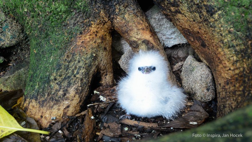 Flóra i fauna stojí za návštěvu, Seychely
