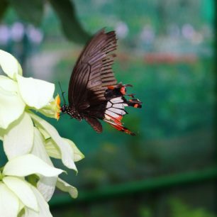 Jeden z úlovků motýlího pavilonu v botanické zahradě., Saigon, Vietnam