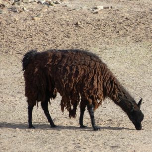 Lama v Bolívii, Bolívie