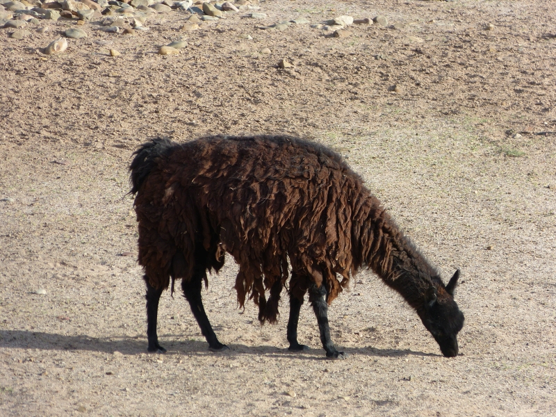 Lama v Bolívii, Bolívie