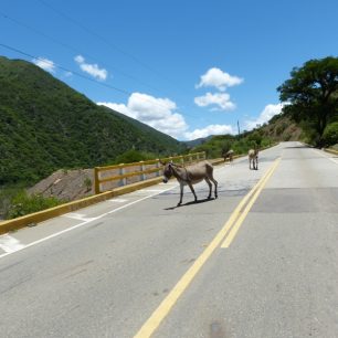 Na ulici se motá spousta zvířat, Bolívie