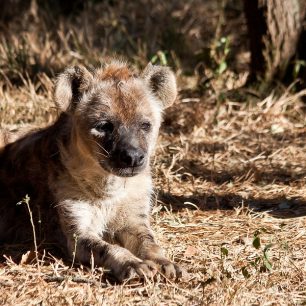 Mládě hyeny, Etiopie