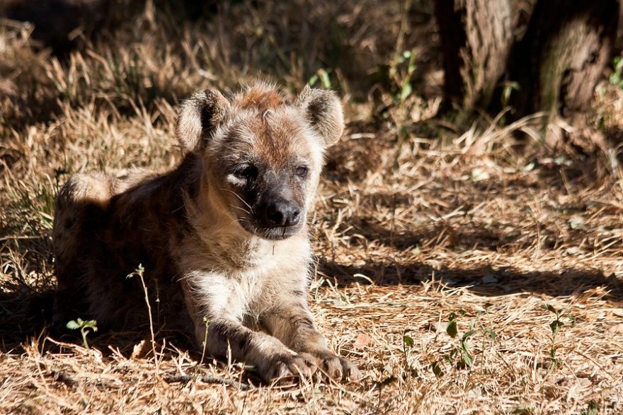 Mládě hyeny, Etiopie