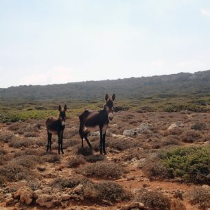 Divocí osli na poloostrově Karpaz