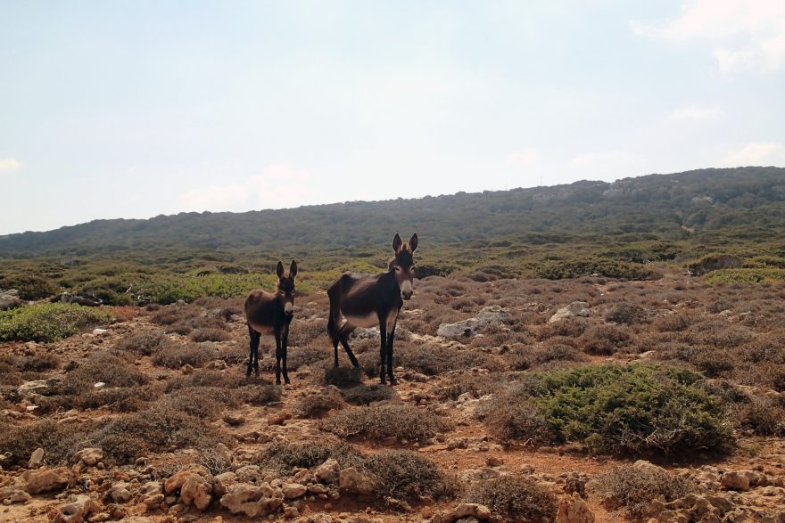 Divocí osli na poloostrově Karpaz