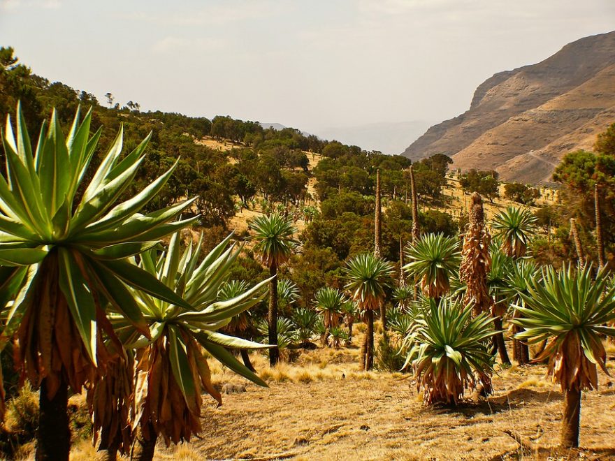Pohoří simiens zdobí vysoké aloe, Etiopie