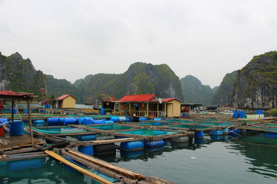 Plovoucí rybí farmy, zátoka Lan Ha Bay, Vietnam