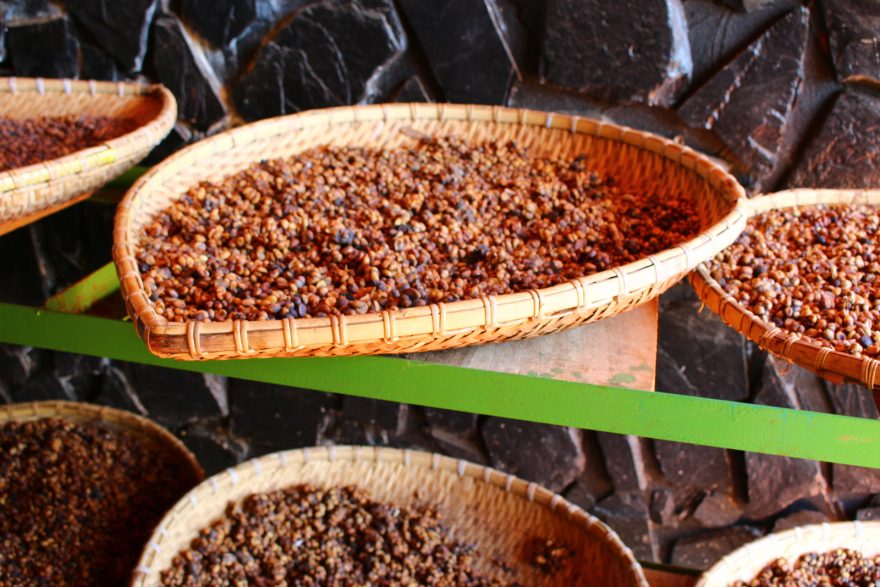 Nůše s kávovým trusem z cibetky, fáze sušení, Da Lat Vietnam