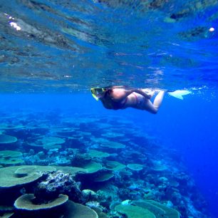 Deskové korály, Maledivy