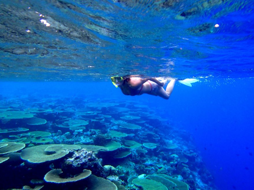 Deskové korály, Maledivy