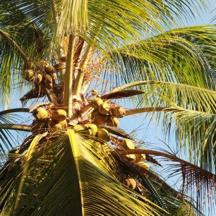 K plážím patří palmy, Tayrona, Kolumbie