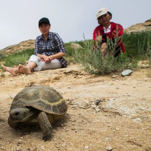 Ve stepi je možné potkat řadu zvířat včetně suchozemských želv.