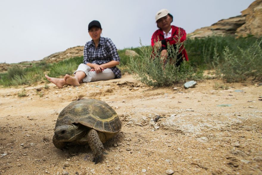 Ve stepi je možné potkat řadu zvířat včetně suchozemských želv.