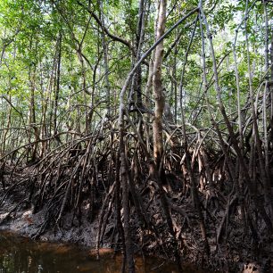 Kořeny mangrove, Thajsko