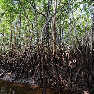 Kořeny mangrove, Thajsko