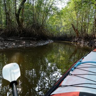 V úzkém kanálu vedoucího do nitra mangrovového porostu, Thajsko