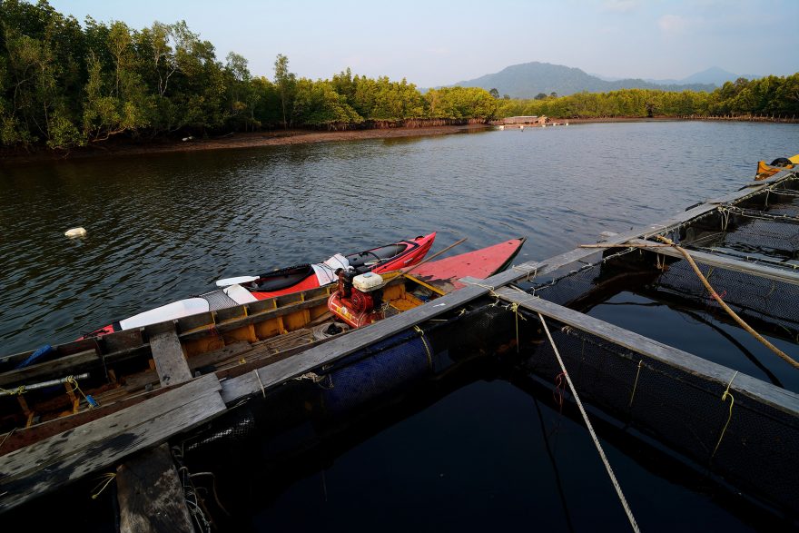 Součástí farmy jsou také sádky na ryby, Thajsko