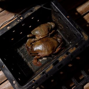 Krab u své svlečené prázdné schránky - teď je jeho tělo naprosto měkké, Thajsko