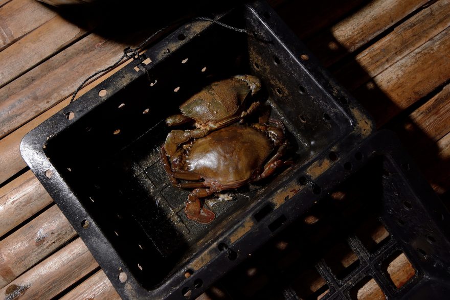 Krab u své svlečené prázdné schránky - teď je jeho tělo naprosto měkké, Thajsko