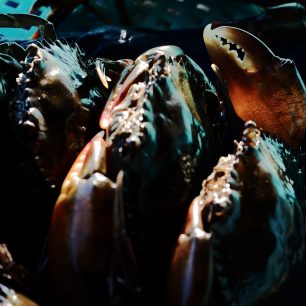 Krabi připravení na prodej, Thajsko