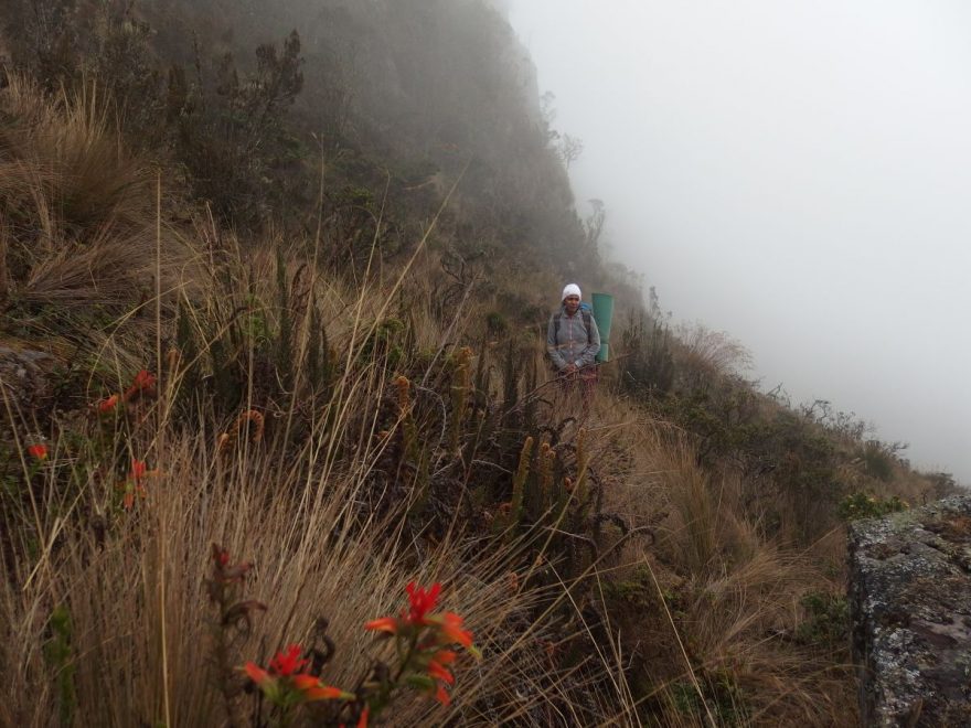 ekosystém páramo vysoko v horách v Kolumbii, Kolumbie