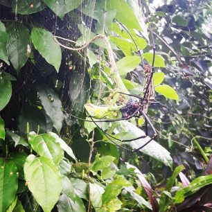 Místní pavouk si pochutnává na chameleonovi, Bali, Indonésie