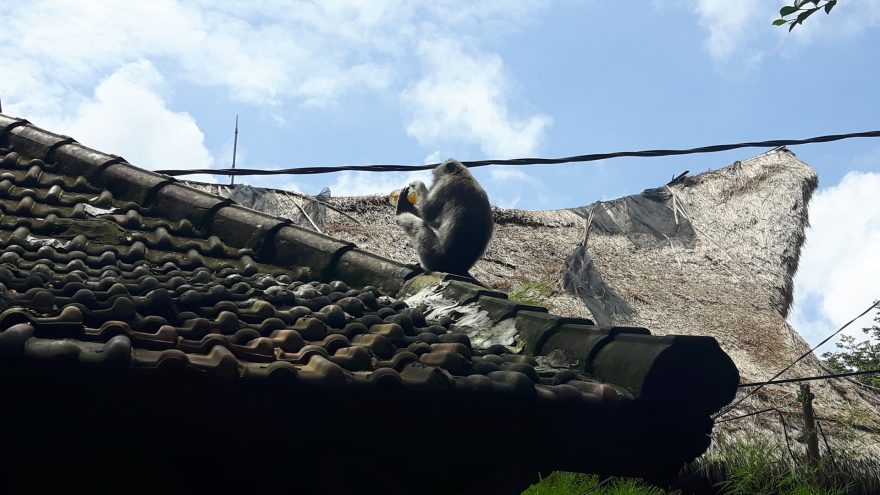 Zlodějské opice, Bali, Indonésie