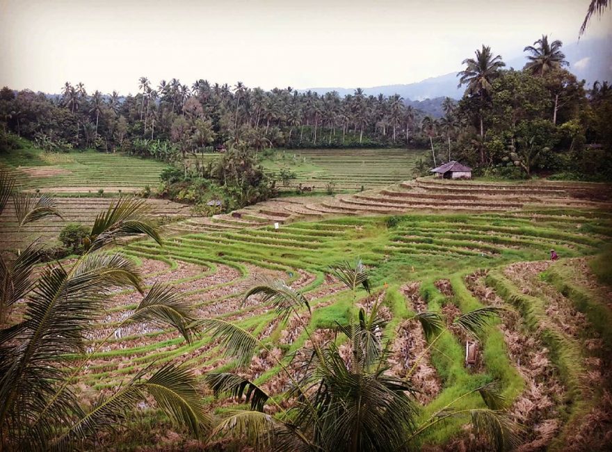 Rýžová pole na Bali, Bali, Indonésie