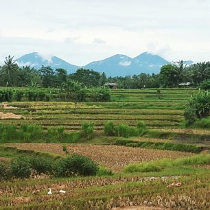 Rýžová pole na Bali – Ubud, Bali, Indonésie