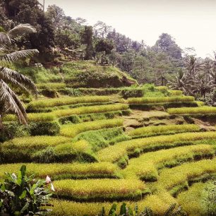 Rýžové terasy Tegalalang, Bali, Indonésie