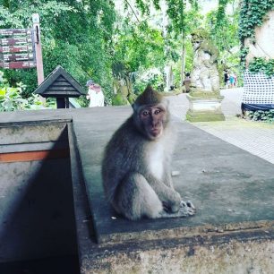 Monkey Forest Ubud, Bali, Indonésie