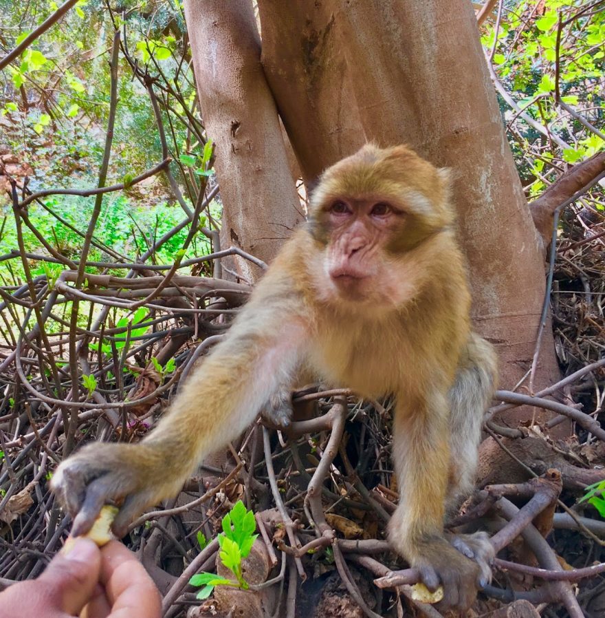 Hladová opice, Maroko