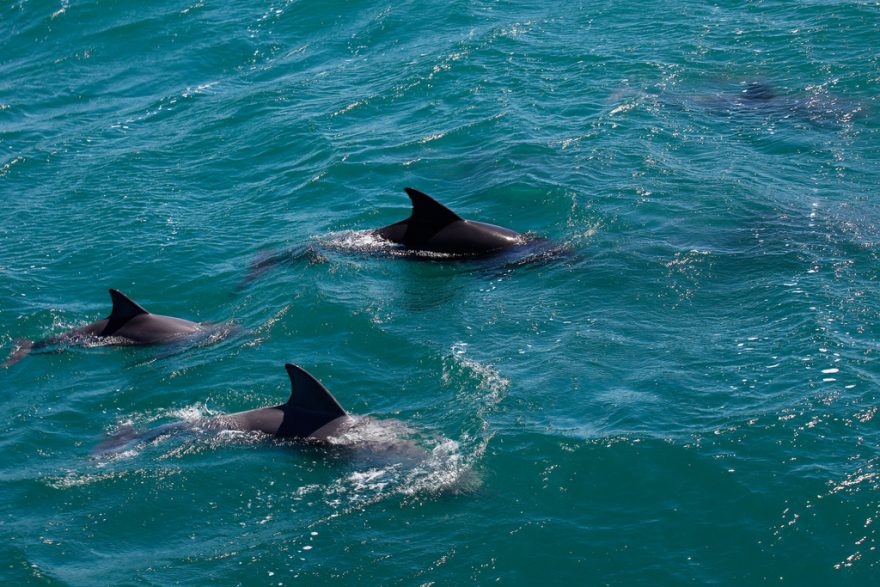 Pozorování delfínů v Jervis Bay, Sydney, Austrálie