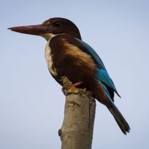 Ledňáček v Agře, Indie