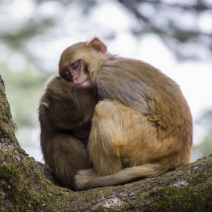 Opičí láska, Indie