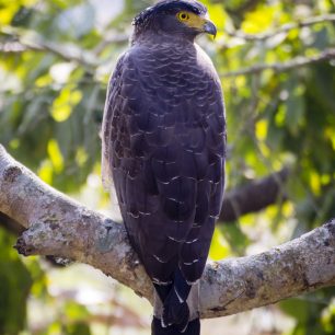 Dravec v rezervaci Philibit, Indie