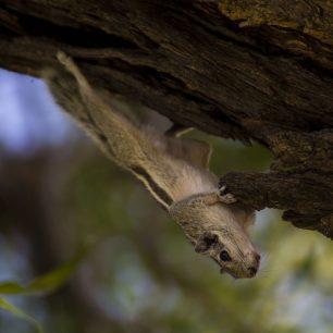 Chipmunkové jsou roztomilí a mrštní, Indie