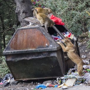 Válka o zdrojem, Indie