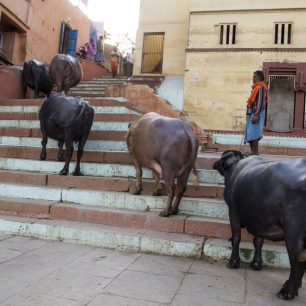 Kraví průvod ve Varanasi, Indie