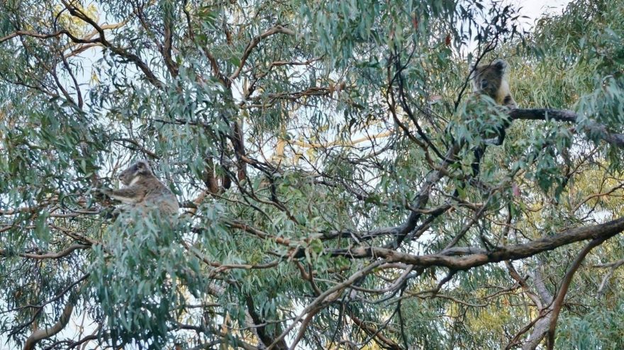 Kolik koal napočítáš?