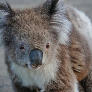 Koala – jedno z nejroztomilejších zvířat na světě