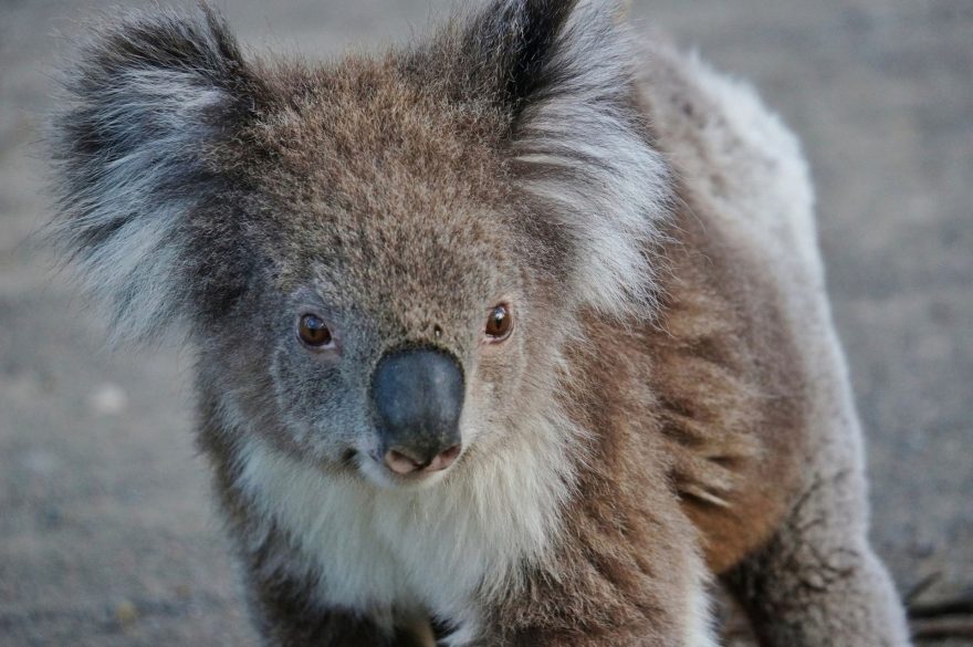 Koala – jedno z nejroztomilejších zvířat na světě