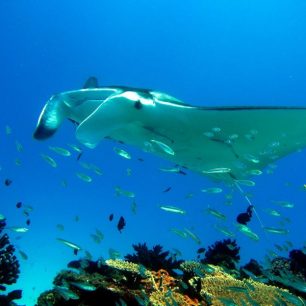 Pozorování podmořského života, Austrálie