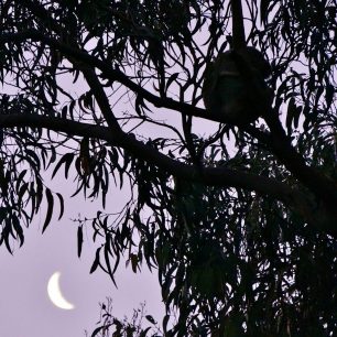 Spící koala v záři měsíce