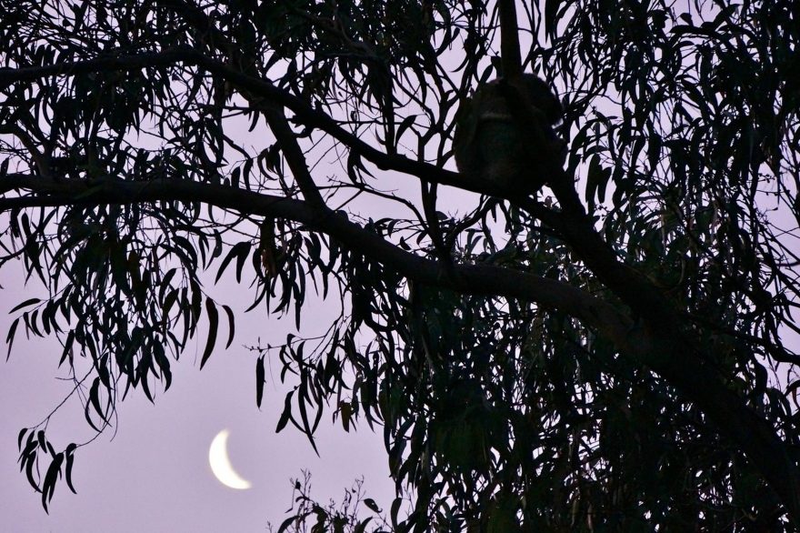 Spící koala v záři měsíce
